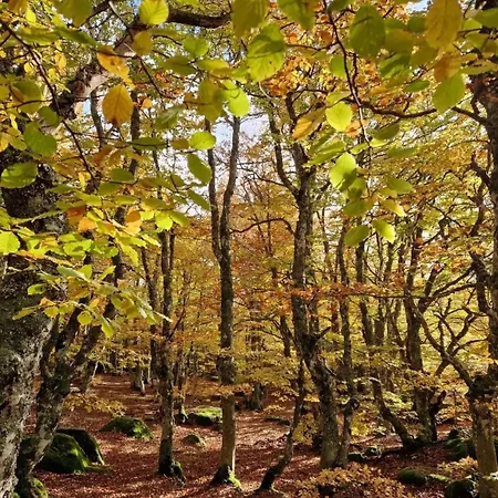 Au Mont-lozere - Chantegrive Alpehytte